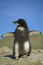 Adelie Penguin (Pygoscelis adeliae) molting fledgling, Seymour Island, Weddell Sea, Antarctica