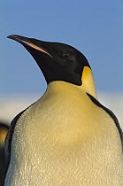 Emperor Penguin (Aptenodytes forsteri) portrait, Atka Bay, Antarctica