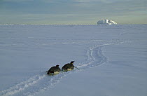 Emperor Penguin (Aptenodytes forsteri) pair tobogganing, Antarctica