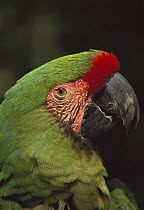 Military Macaw (Ara militaris) portrait, Mexico