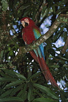 Red and Green Macaw (Ara chloroptera) in tree, Canaima National Park, Venezuela