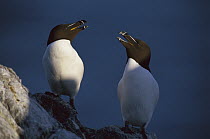 Razorbill (Alca torda) pair, Isle of May, Scotland