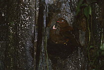 Andean Cock-of-the-rock (Rupicola peruvianus) female feeding chick, Cloud Forest, Peru