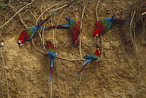 Red and Green Macaw (Ara chloroptera) group at clay lick, Madre de Dios River, Peru