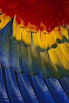 Scarlet Macaw (Ara macao) wing, native to South America