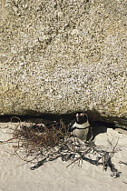 Black-footed Penguin (Spheniscus demersus) in nest under rock, Cape Peninsula, South Africa