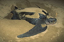 Leatherback Sea Turtle (Dermochelys coriacea) female laying eggs, Las Baulas National Park, Costa Rica