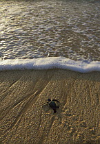 Green Sea Turtle (Chelonia mydas) hatchling going out to sea, Ascension Island, South Atlantic