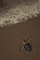 Green Sea Turtle (Chelonia mydas) hatchling going out to sea, Tortuguero National Park, Costa Rica