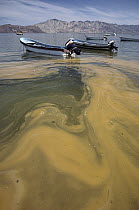Red tide, and algal bloom of phytoplankton, Sea of Cortez, Mexico