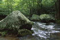 Cosby Creek flowing through forest, Great Smoky Mountains National Park, Tennessee