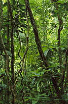 Tropical rainforest interior showing lianas, Atlantic Forest, Una Biological Reserve, Brazil