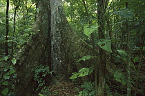 Buttress roots in rainforest interior, Guatemala