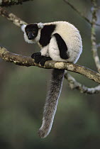 Black and White Ruffed Lemur (Varecia variegata variegata) in tree, Mantady National Park, Madagascar