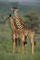 Masai Giraffe (Giraffa tippelskirchi) young, Serengeti National Park, Tanzania