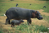 Hippopotamus (Hippopotamus amphibius) mother and young, Queen Elizabeth National Park, Uganda