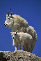 Mountain Goat (Oreamnos americanus) mother and kid, Mount Evans, Colorado