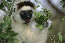 Verreaux's Sifaka (Propithecus verreauxi) calling, Spiny Forest, Madagascar