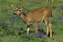 Mule Deer (Odocoileus hemionus) female in lupine meadow, Olympic National Park, Washington