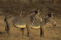 Grevy's Zebra (Equus grevyi) pair, Lewa Downs, northern Kenya