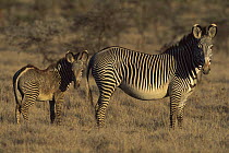 Grevy's Zebra (Equus grevyi) mother and foal, Lewa Downs, northern Kenya