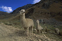 Alpaca (Lama pacos) pair on roadside, Huascaran National Park, Peru