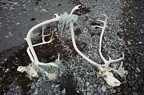 Caribou (Rangifer tarandus) pair killed by discarded fishing nets, Baffin Island, Canada