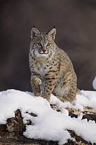 Bobcat (Lynx rufus), Uinta National Forest, Utah