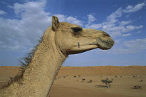 Dromedary (Camelus dromedarius) camel portrait, Oman