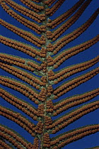 Sword Fern (Polystichum munitum) showing underside with spores, Cascade Mountains, Washington