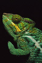 Panther Chameleon (Chamaeleo pardalis) male, Madagascar