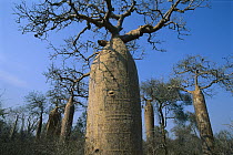 Fony Baobab (Adansonia rubrostipa) trees in Spiny Forest, Madagascar
