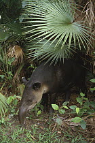 Baird's Tapir (Tapirus bairdii) in rainforest, Central America