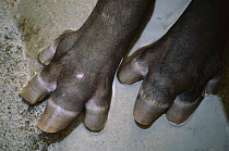Brazilian Tapir (Tapirus terrestris) feet, native to Brazil