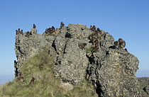 Gelada Baboon (Theropithecus gelada) group on sleeping rock, Simien Mountain National Park, Ethiopia