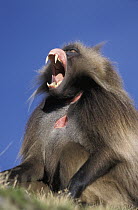 Gelada Baboon (Theropithecus gelada) male yawning, Simien Mountain National Park, Ethiopia