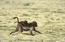 Gelada Baboon (Theropithecus gelada) mother and baby running, Simien Mountain National Park, Ethiopia