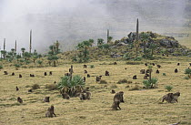 Gelada Baboon (Theropithecus gelada) group foraging, Simien Mountain National Park, Ethiopia
