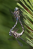 Green-striped Darner (Aeshna verticalis) dragonfly pair mating, New Brunswick, Canada