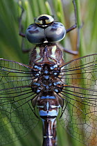 Green-striped Darner (Aeshna verticalis) dragonfly close up showing composite eyes, New Brunswick, Canada