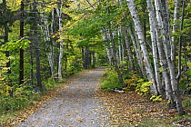 Road in deciduous forest, Cape Breton Highlands National Park, Nova Scotia, Canada