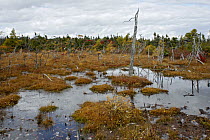 Bog in Cape Breton Highlands National Park, Nova Scotia, Canada