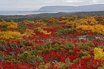 Autumn foliage, Cape Breton Highlands National Park with Gulf of St. Lawrence in background, Nova Scotia, Canada