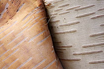 Paper Birch (Betula papyrifera) bark peeling, Cape Breton Highlands National Park, Nova Scotia, Canada