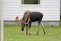 Moose (Alces alces americana) walking across lawn, Cape Breton Highlands National Park, Nova Scotia, Canada