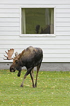 Moose (Alces alces americana) walking across lawn, Cape Breton Highlands National Park, Nova Scotia, Canada