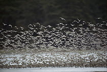 Western Sandpiper (Calidris mauri) flock flying, Alaska