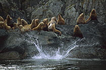 Steller's Sea Lion (Eumetopias jubatus) group on rocks with the splash of one individual that has jumped into the water, Alaska