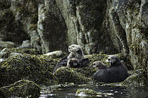 Sea Otter (Enhydra lutris) mothers and pups resting on rocks, Alaska