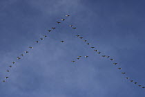 Tundra Swan (Cygnus columbianus) flock flying, Alaska